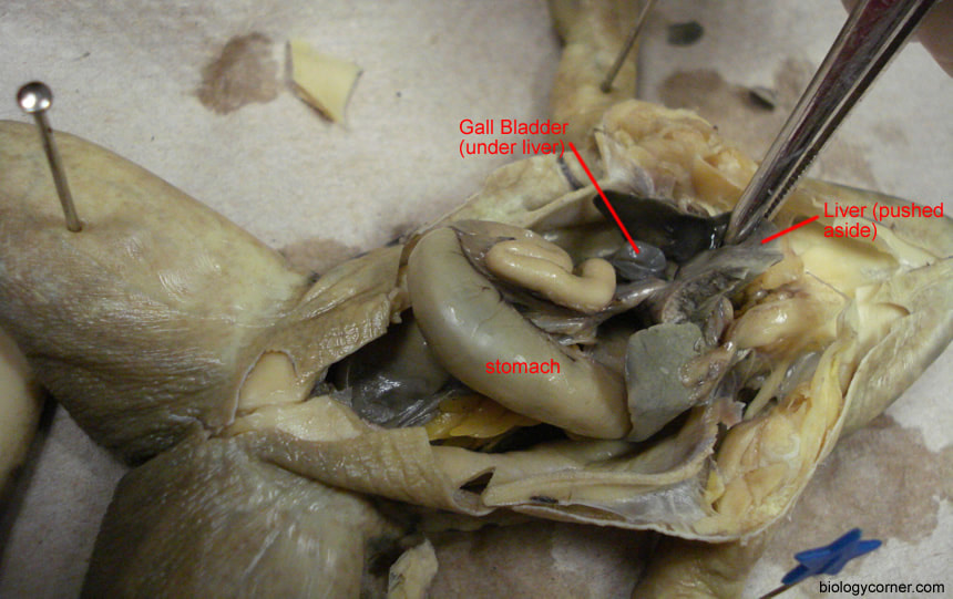 real frog dissection