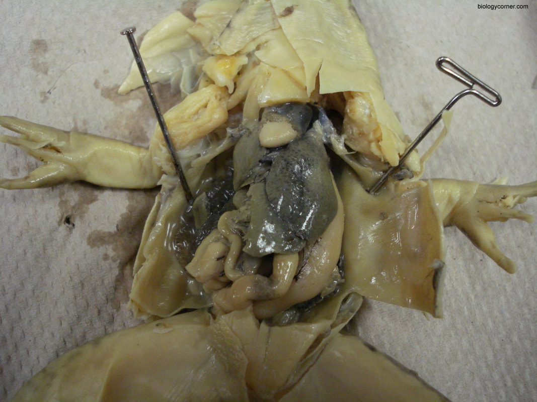 live frog dissection