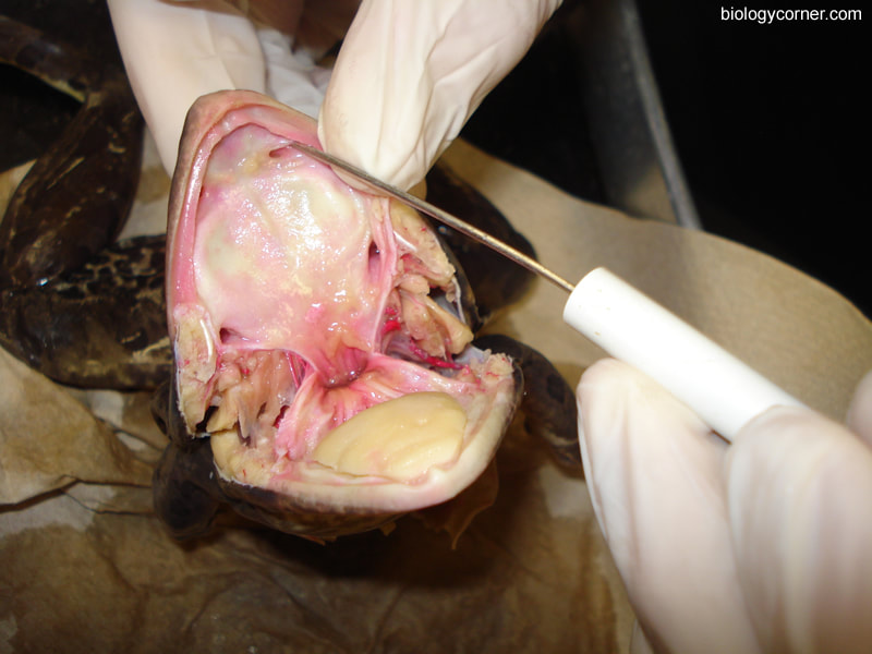 frog dissection test