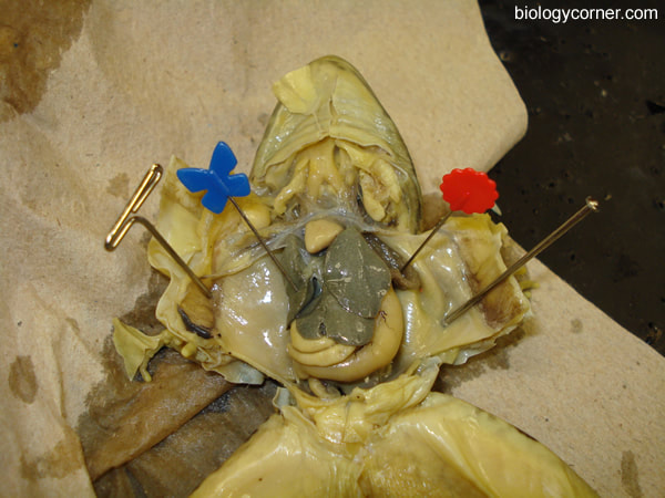 mcgraw hill virtual lab frog dissection