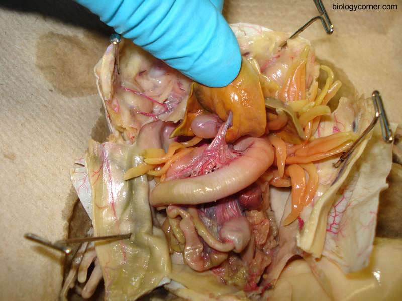 glencoe virtual frog dissection biology