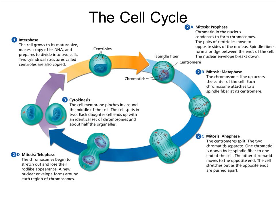 Unit 6 Cell Growth and Differentiation